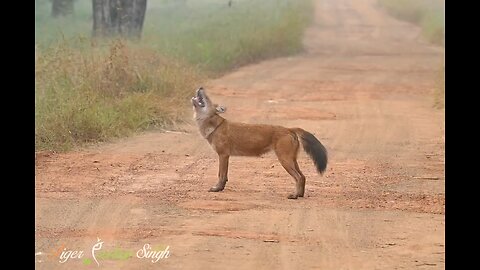A Dhole (Asiatic Wild Dog) Pausing on a Forest Trail