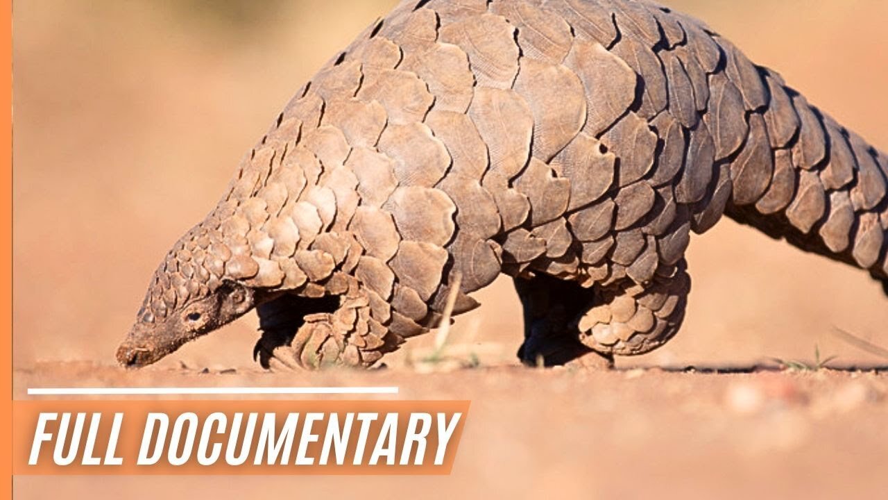 Who Wears What And Why - The impressive dress code of animals _ Full Documentary
