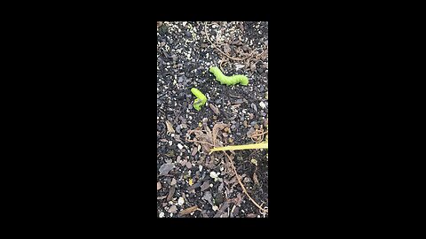 Horn Worms