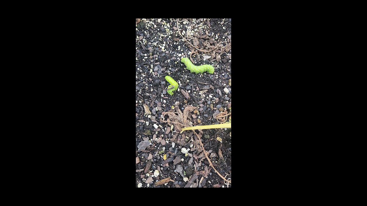Horn Worms