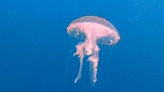 Scuba divers meet luminous jellyfish on their way to the surface