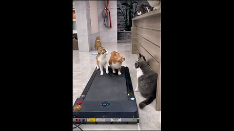 funny cat moments