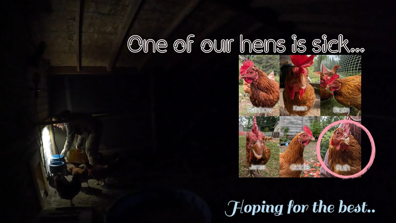 One of our hens is sick... | All our other girls are good!