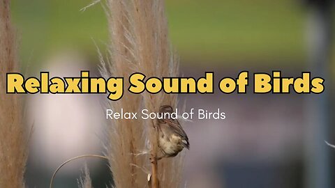 Birds Relax Music