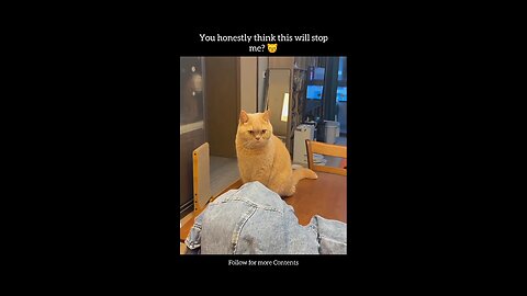 You honestly think this will stop me? 😼