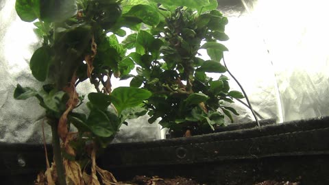 Come Explore With Me – Gen X Nature Stream | Live Pepper Jungle + Chill Vibes