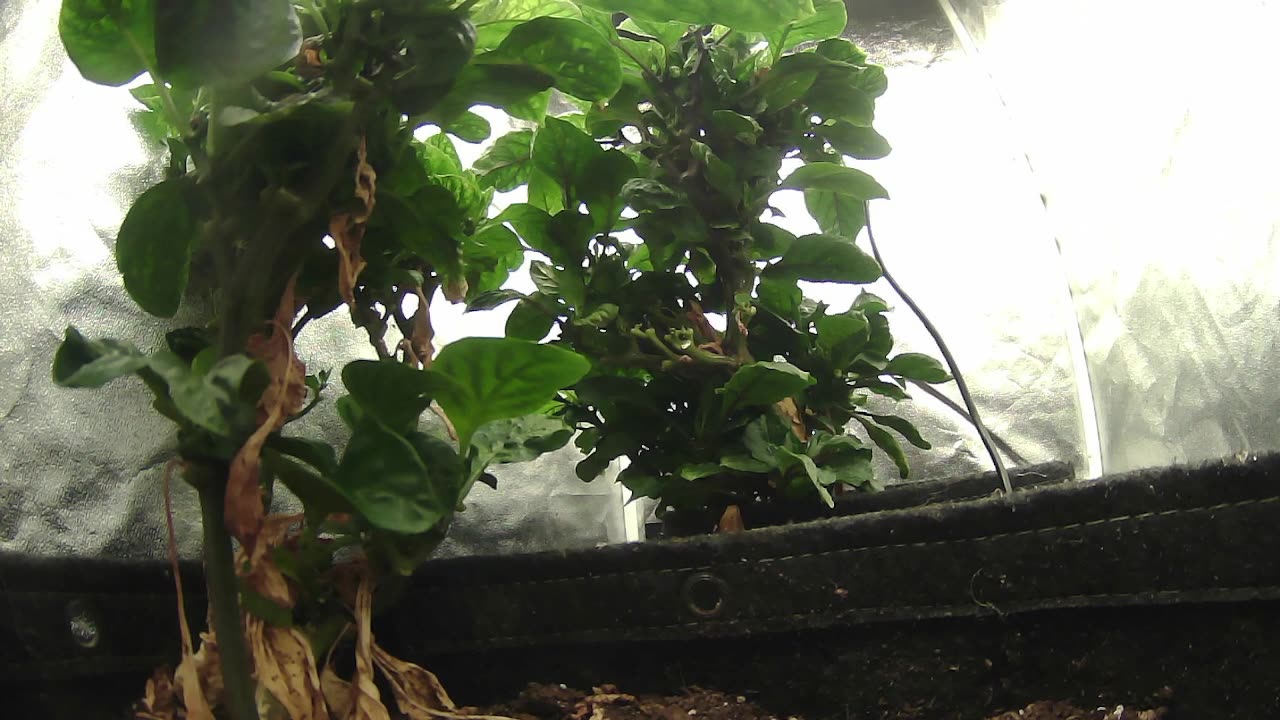 Come Explore With Me – Gen X Nature Stream | Live Pepper Jungle + Chill Vibes