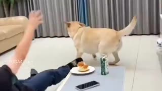 😂🐶 You Won't Believe This Precious Pet Relationship! Pets | FunFM