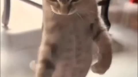 Funny Cats