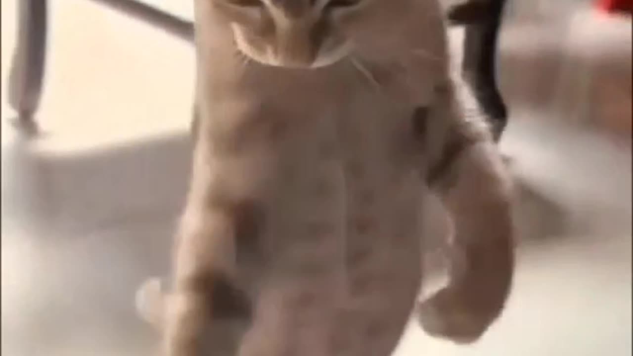 Funny Cats