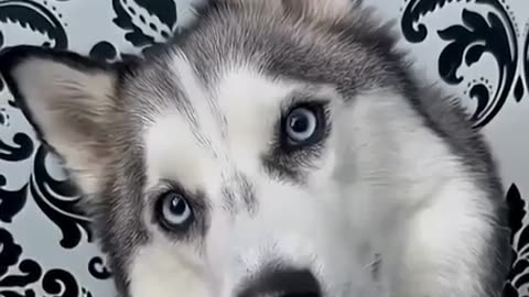 🐾💖 Pets Speak Love! | FeedMyCuriosity