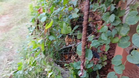 Water moccasin on garden path