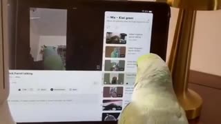Funny Parrots Funny Birds Funny Pets