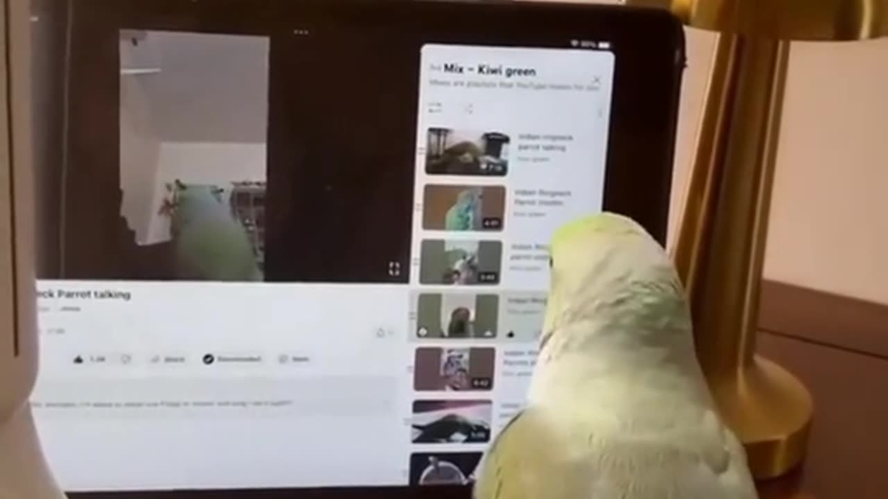 Funny Parrots Funny Birds Funny Pets