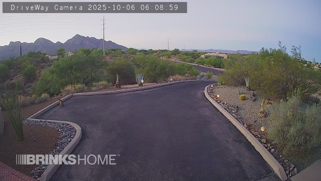 Big Bobcat in the driveway