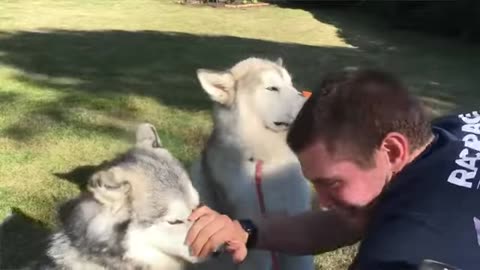 New Funny Animals 2025 – The Funniest Cats & Dogs You'll Ever See!