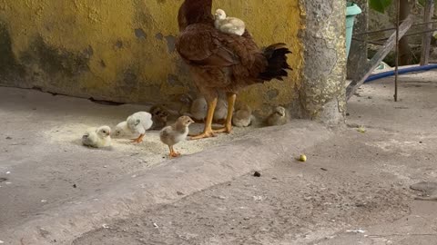 Chick Rides On Parent's Back