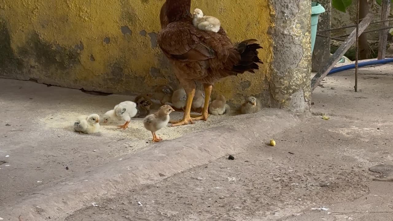 Chick Rides On Parent's Back