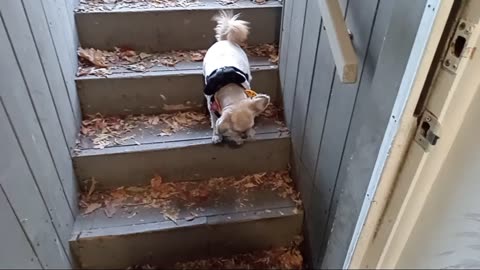 Elderly goes down the Stairs