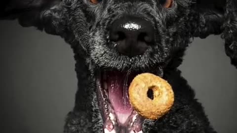 😂🐶 The Funniest Dog Faces You'll See Today! | FunFM