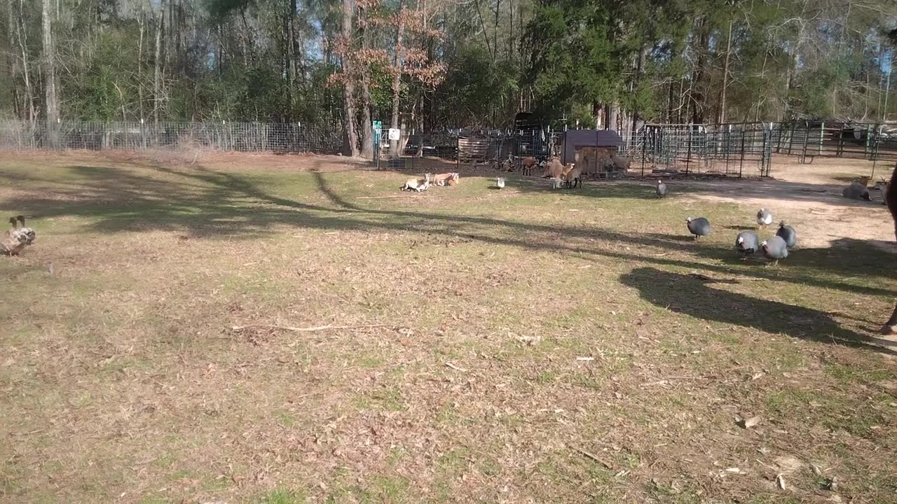 Anatolian Puppies and pasture critters