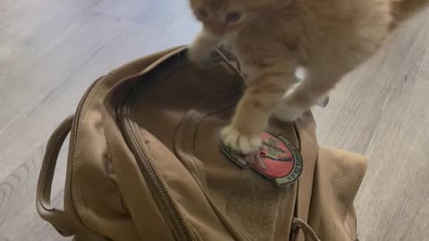 Orange Kitten Pounces While Perched On Backpack
