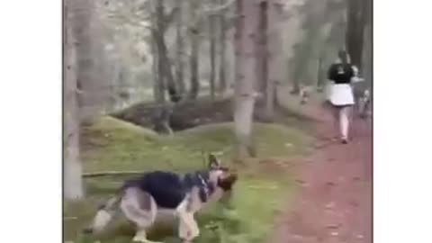 funny animal videos