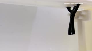 Shapeshifting robot swings and reshapes under electric fields