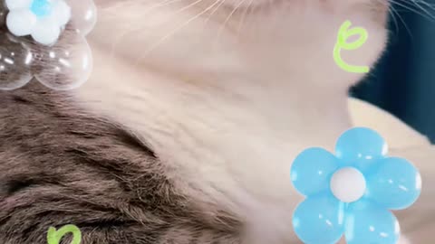 Cute little kitten