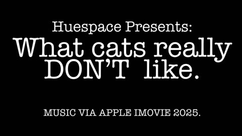 What Cats Really DON’T Like.