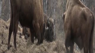 bison