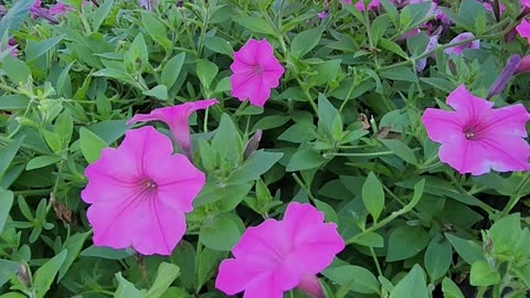 "Shade encroaching on a sea of Petunias,