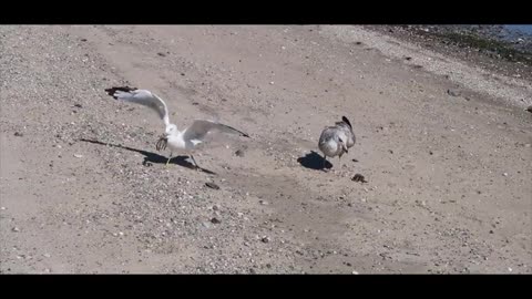 i lied about this ...