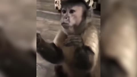 Lion Remembers His Friend 😱 | Girl Returns After 7 Years 💕