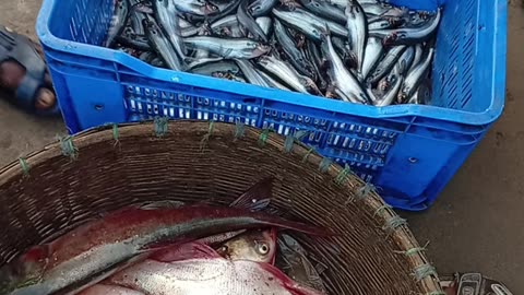 How to Start a Fish Buying & Selling Business in 2025 |Step-By-Step Guide to Profitable Fish Trading