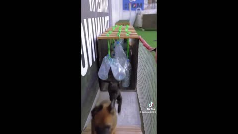 K9 PUPPIES IN TRAINING SOON TO BE HEROES! 🍿🐸