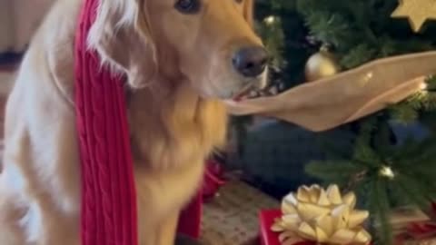 🐶🎁 My Dog Started Inspecting His Christmas Gift… And I Couldn’t Stop Laughing 🎄😂