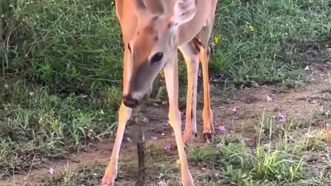 Deer eating a snake