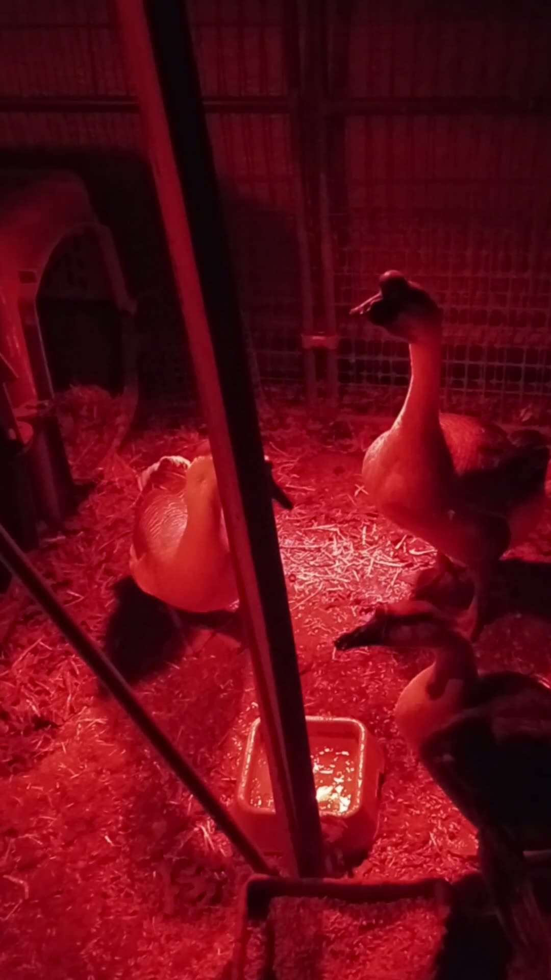 Cold Night Preps for Tonka & Birbs