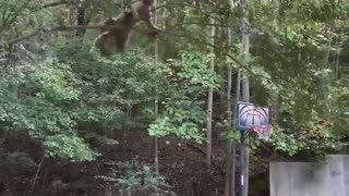 🐈 Climbing Cat Steals the Show! | FunFM