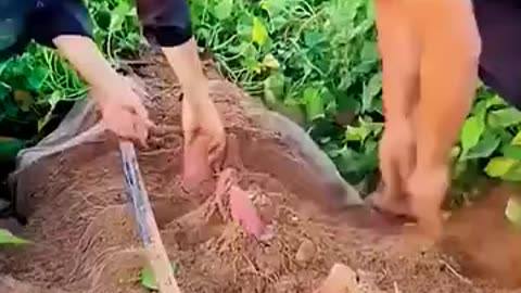 Funny comedy action love