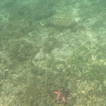 Afternoon Snorkeling