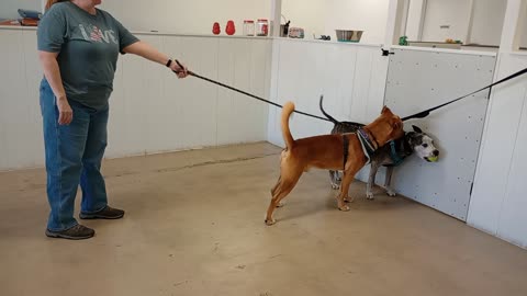 George-tan 2y A877585 kennel 208 harrys haven PACC shelter meeting TRN Alumni Rocky-B&W 20251102630