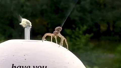 🕷️🔌 Mind-Blowing: Spider Travels Miles Using Electric Fields! | FeedMyCuriosity