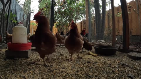 Backyard Chickens In The Rain Sounds Noises Hens Roosters!