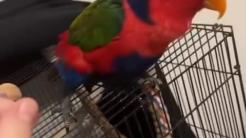 Funny parrots imitate