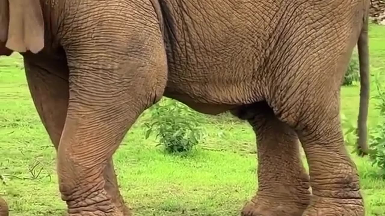 😮🐘 The World's Oldest Known Elephant Passed Away! | FeedMyCuriosity