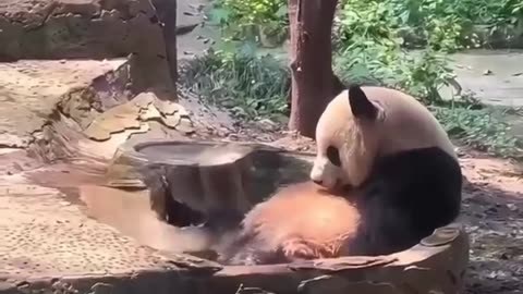 Pandas A Gentle Reminder of Balance and Care