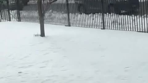 ICE Agents Make Arrests At Largest Somali Mall In Minnesota