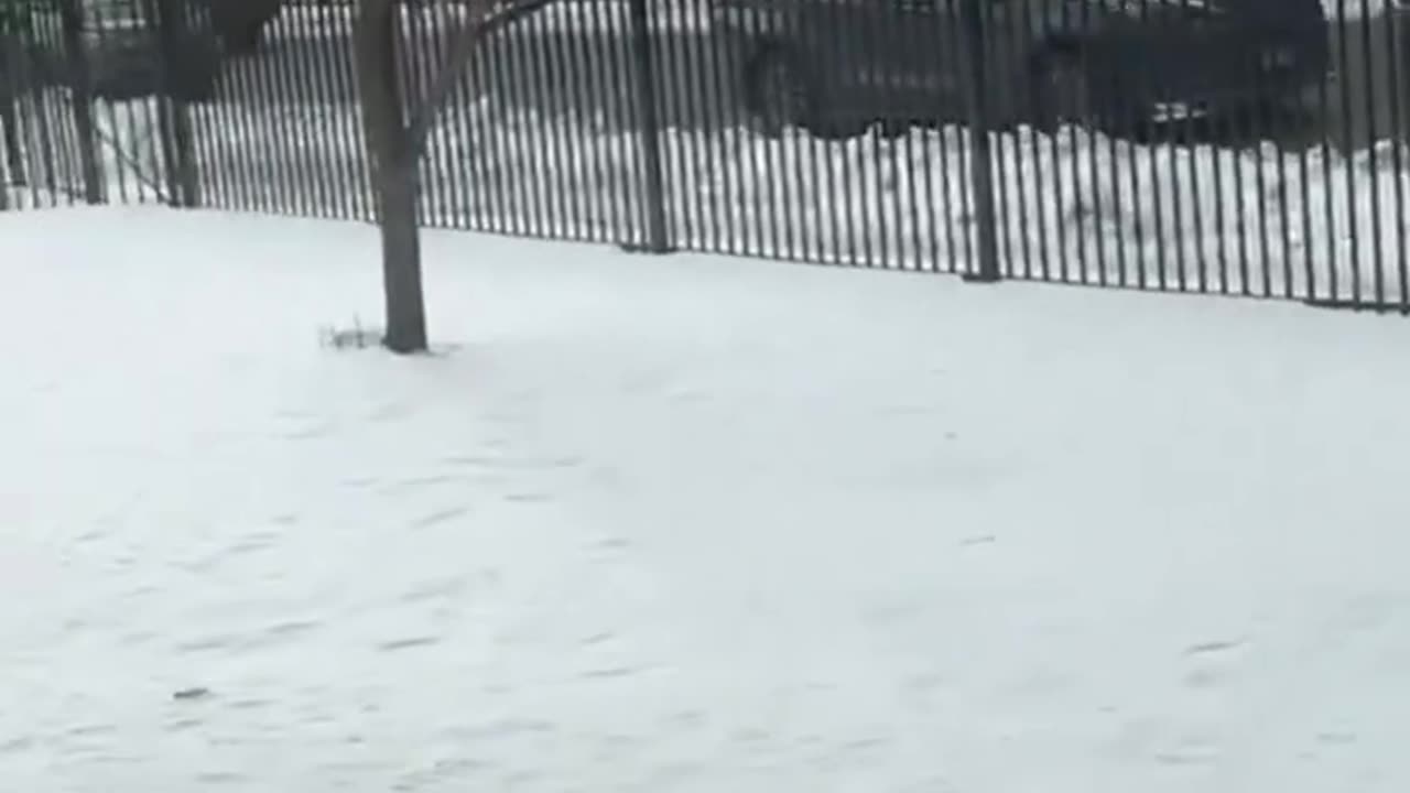 ICE Agents Make Arrests At Largest Somali Mall In Minnesota